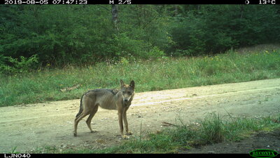 Ein Wolf auf einem Waldweg, aufgenommen von einer Wildkamera