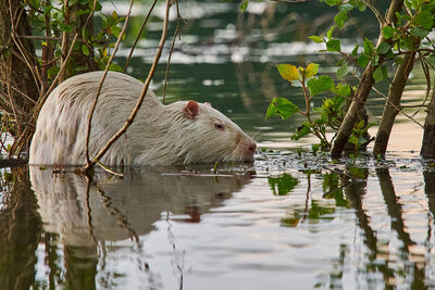 Nutria, Neozoen, invasive Art