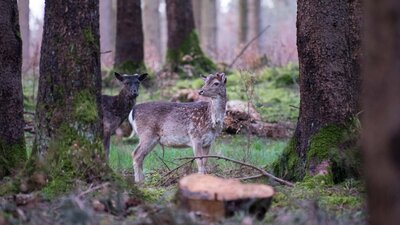 Damwild, 