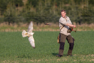 Ausbildung Gerfalke 