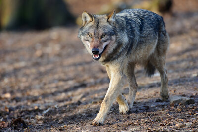 Wolf in Wald