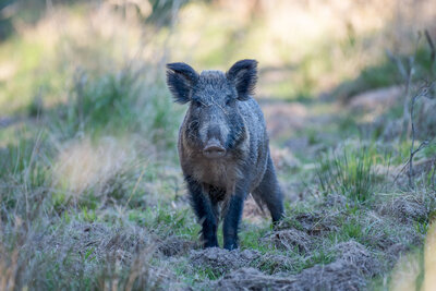 Wildschwein im Wald 