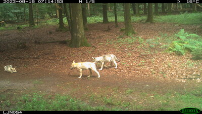 Wölfe im Wald 