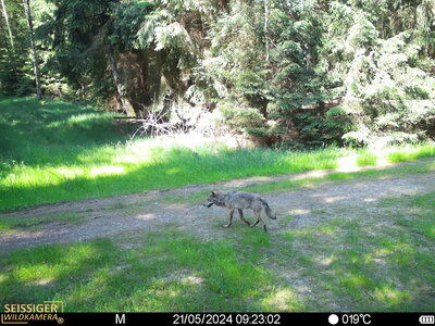 Wolf auf Waldweg