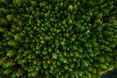 Wald, Baumkrone, Bäume,