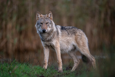 Wolf, Politik.