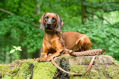 Schweißhund im Wald