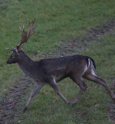 Damwild auf Wiese