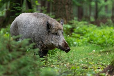 Wildschwein im Wald