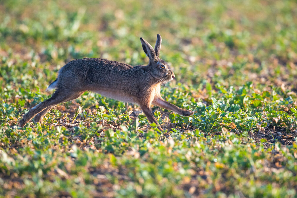 Hase im Feld 