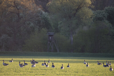 Graugänse auf Wiese